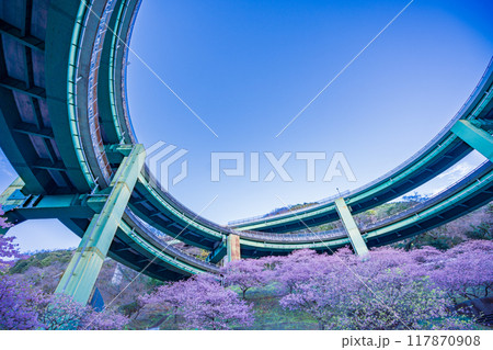 【静岡県】河津桜咲く、河津七滝ループ橋　夕景 117870908