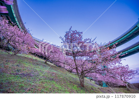 【静岡県】河津桜咲く、河津七滝ループ橋　夕景 117870910