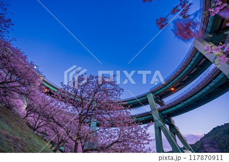 【静岡県】河津桜咲く、河津七滝ループ橋　夕景 117870911