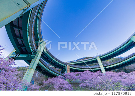 【静岡県】河津桜咲く、河津七滝ループ橋　夕景 117870913