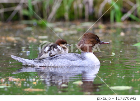 北海道の公園でヒナを背中に乗せて池を泳ぐカワアイサ 117870942