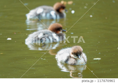 北海道の公園の池を泳ぐカワアイサのヒナ 117870961