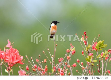 北海道で満開のツツジにとまるノビタキ 117870976