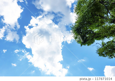 夏の雲と木立 117871014