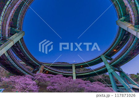 【静岡県】河津桜咲く、河津七滝ループ橋　ライトアップ 117871026