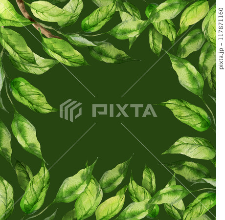 watercolor square frame with illustration of green leaves on a branch, branch of peach or apricot, nectarine, sketch of nature element isolated on green background watercolor square frame with illustration of green leaves on a branch, branch of peach or apricot, nectarine, sketch of nature element isolated on green background 117871160