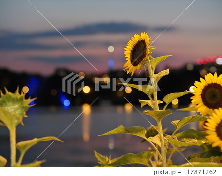 夜景ヒマワリ 117871262