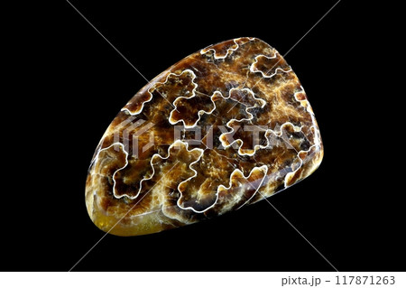 アンモナイト 海の歴史 アンモナイト 海の歴史 117871263