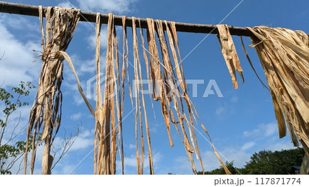 アイヌ民族伝統着物の材料にするために干されるオヒョウの皮 117871774