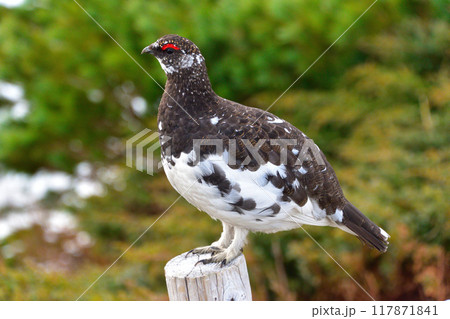 春 ライチョウ 雄 野生 立山 春 ライチョウ 雄 野生 立山 117871841