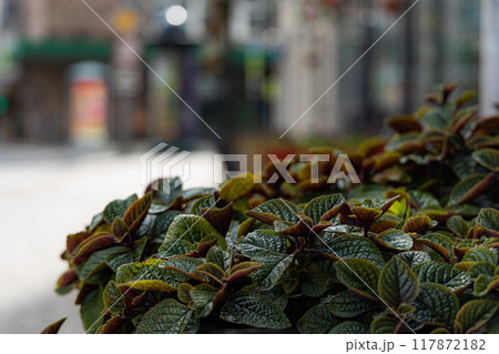 Urban Oasis 117872182