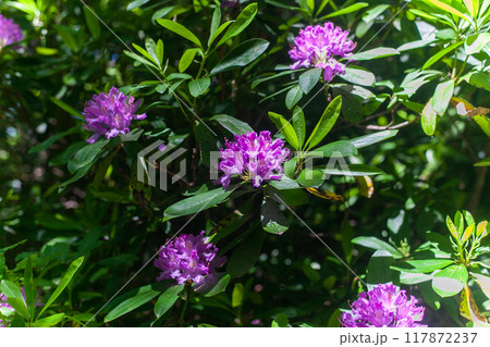 Blooming Beauty Near Fish Mountain Blooming Beauty Near Fish Mountain 117872237