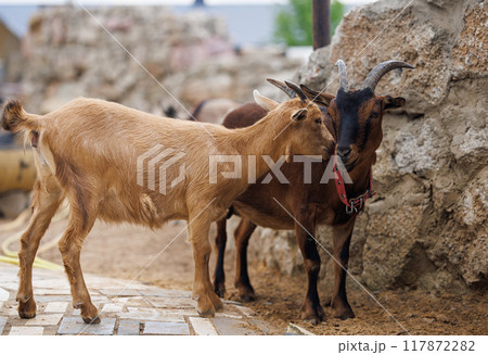 A Charming Interaction Between Farm Goats Amidst Rustic Stony Backdrops in Rural Russia A Charming Interaction Between Farm Goats Amidst Rustic Stony Backdrops in Rural Russia 117872282