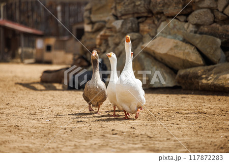 Charming Geese Wander Alongside Rustic Stone Wall at a Russian Farm in Early Morning Light 117872283