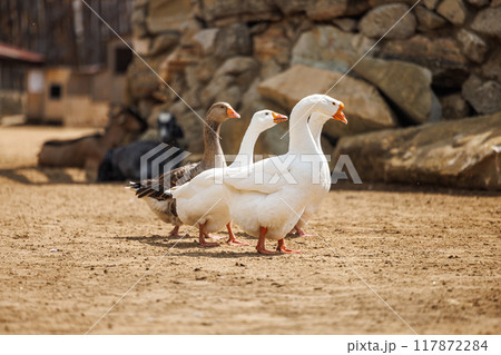 Vibrant Farm Life With Graceful Birds Grazing Under the Sun In A Rustic Russian Countryside Setting 117872284