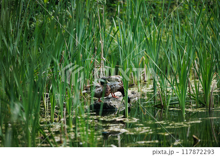 Mallards Resting in Lush Green Cattail Marsh 117872293