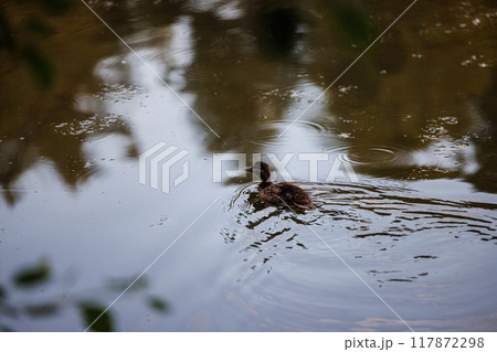 A Lone Duckling's Serene Journey A Lone Duckling's Serene Journey 117872298
