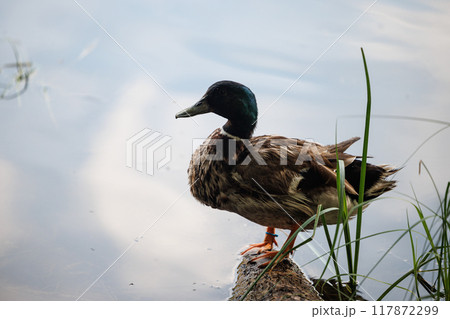 A Serene Duck Perched on a Log A Serene Duck Perched on a Log 117872299