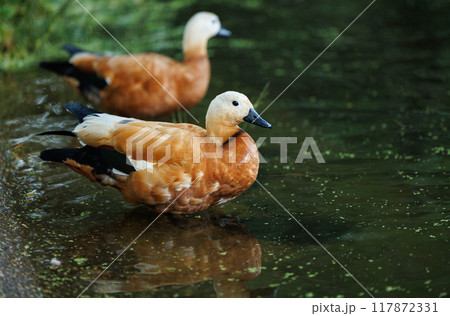 A Ruddy Shelduck's Serene Pond Moment 117872331