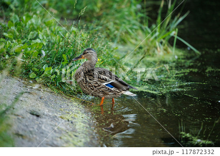 A Duck's Moment of Calm by the Pond 117872332