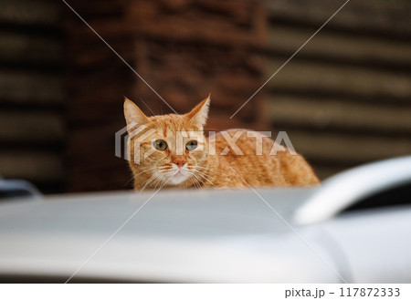 A Curious Glance 117872333