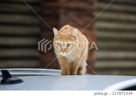 A Curious Cat's Rooftop Stroll 117872334