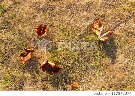 Golden autumn leaves scattered on dry grass in a tranquil park under the crisp, blue sky of fall Golden autumn leaves scattered on dry grass in a tranquil park under the crisp, blue sky of fall 117872374