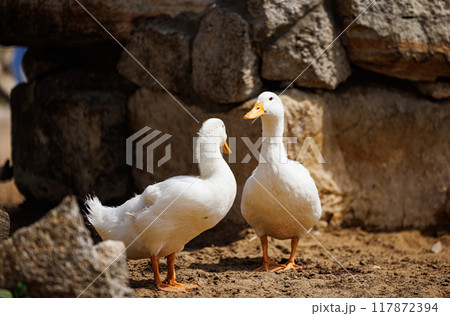 Charming White Ducks Interacting Amidst Rustic Stone Walls on a Sunny Day in Rural Russia 117872394