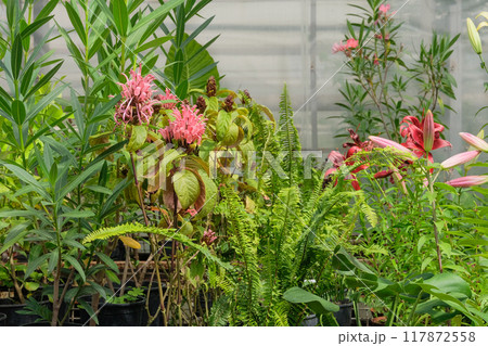 Plant seedlings are sold in the nursery. Jacobinia pink in garden. Tropical flowers in gardening. 117872558