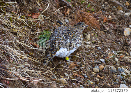 春　ライチョウ　雌　野生　立山 117872579