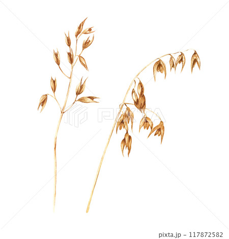 Oats plant, edible starchy grains, domesticated cereal grass. Hand drawn botanical watercolor illustration isolated on white background. For clip art cards menu label package Oats plant, edible starchy grains, domesticated cereal grass. Hand drawn botanical watercolor illustration isolated on white background. For clip art cards menu label package 117872582