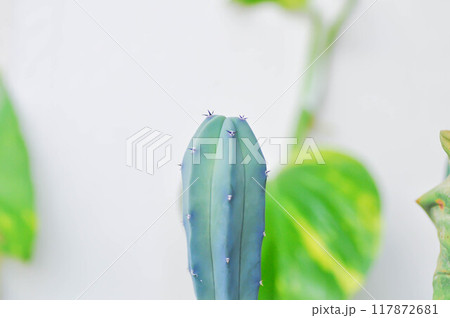 Myrtillocactus Geometrizans ,Cactus or Myrtillocactus Myrtillocactus Geometrizans ,Cactus or Myrtillocactus 117872681