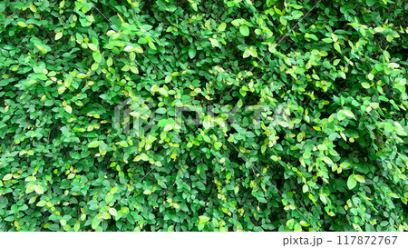 深緑色のフィカスプミラの葉が壁を一面に覆う横長の背景画像 深緑色のフィカスプミラの葉が壁を一面に覆う横長の背景画像 117872767