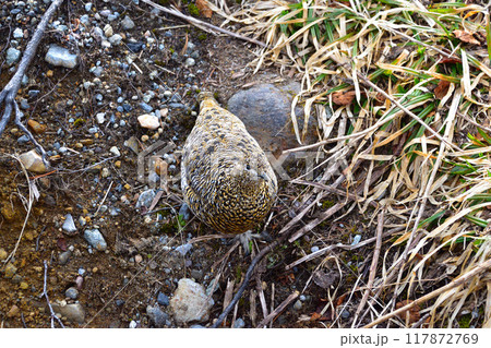 春　ライチョウ　雌　野生　立山 117872769