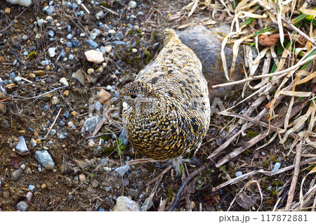 春　ライチョウ　雌　野生　立山 117872881