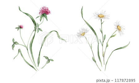 Watercolor botanical set of bouquets of summer meadow flowers. Hand drawn illustration of chamomile and clover. Yellow white and purple pink flowers and green grass on isolated background. Watercolor botanical set of bouquets of summer meadow flowers. Hand drawn illustration of chamomile and clover. Yellow white and purple pink flowers and green grass on isolated background. 117872895