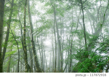 山の中の薄暗い樹林帯・道迷いイメージ(山梨県・王岳) 山の中の薄暗い樹林帯・道迷いイメージ(山梨県・王岳) 117872916