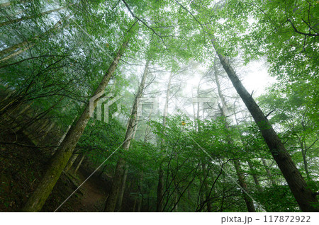 山の中の薄暗い樹林帯・道迷いイメージ(山梨県・王岳) 山の中の薄暗い樹林帯・道迷いイメージ(山梨県・王岳) 117872922