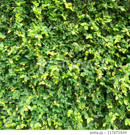 若緑色のフィカスプミラの葉が壁を一面に覆う正方形の背景画像 若緑色のフィカスプミラの葉が壁を一面に覆う正方形の背景画像 117872934