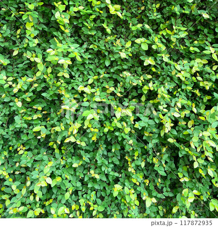 緑色のフィカスプミラの葉が壁を一面に覆う正方形の背景画像 緑色のフィカスプミラの葉が壁を一面に覆う正方形の背景画像 117872935