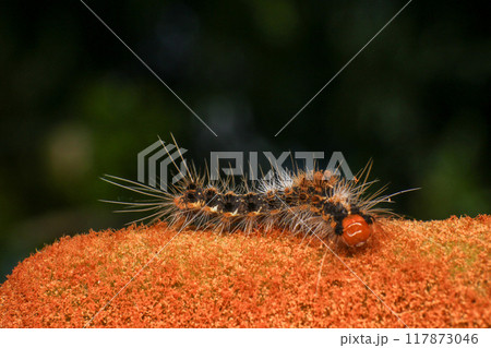 Orange Caterpillar on the plant, close-up of a caterpillar 117873046