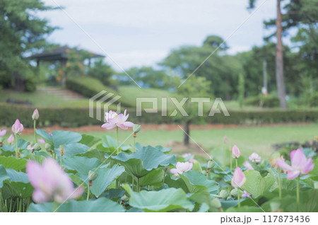 池に咲くハスの花(矢吹町・大池公園) 池に咲くハスの花(矢吹町・大池公園) 117873436