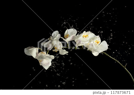 Holding Orchid flower over rain and water splash. Raining droplet on white orchid flower over black background isolated Holding Orchid flower over rain and water splash. Raining droplet on white orchid flower over black background isolated 117873671