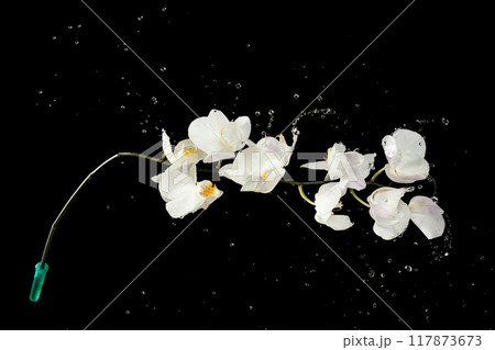 Holding Orchid flower over rain and water splash. Raining droplet on white orchid flower over black background isolated Holding Orchid flower over rain and water splash. Raining droplet on white orchid flower over black background isolated 117873673