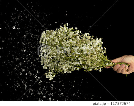 Holding gypsophila flower over rain and water splash. Raining droplet on green yellow gypsophila flower over black background isolated 117873674