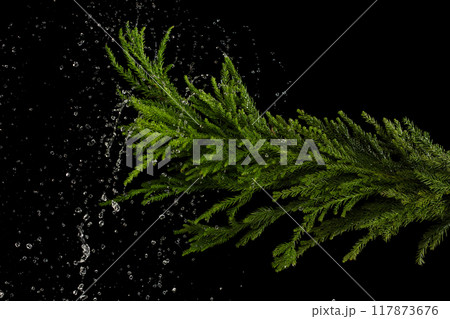 Holding pine grass stick over rain and water splash. Raining droplet on pine grass stick over black background isolated 117873676
