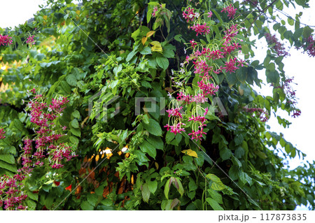 This is a picture of wild flowers growing in nature. This is a picture of wild flowers growing in nature. 117873835