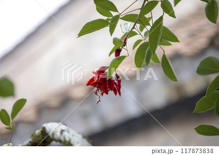 This is a picture of wild flowers growing in nature. This is a picture of wild flowers growing in nature. 117873838