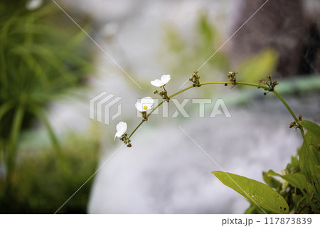 This is a picture of wild flowers growing in nature. This is a picture of wild flowers growing in nature. 117873839