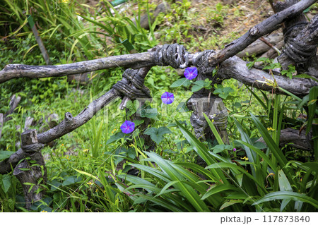 This is a picture of wild flowers growing in nature. 117873840